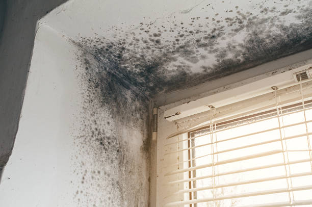 Affordable Mold Inspection And Testing solutions in Harrisburg, NC